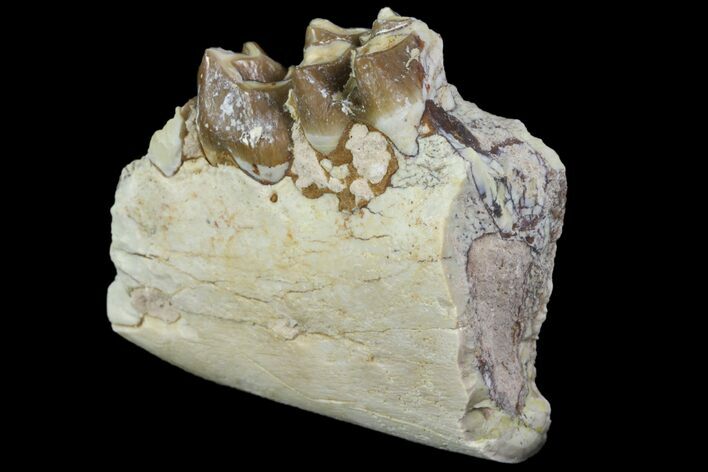 Oreodont Jaw Section With Teeth - South Dakota #81946